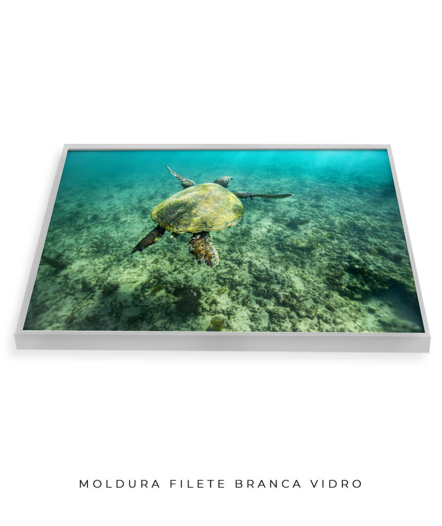 Quadro Decorativo Noronha - Tartaruga no Fundo do Mar