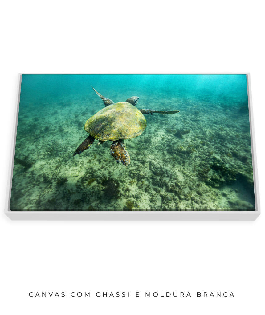 Quadro Decorativo Noronha - Tartaruga no Fundo do Mar