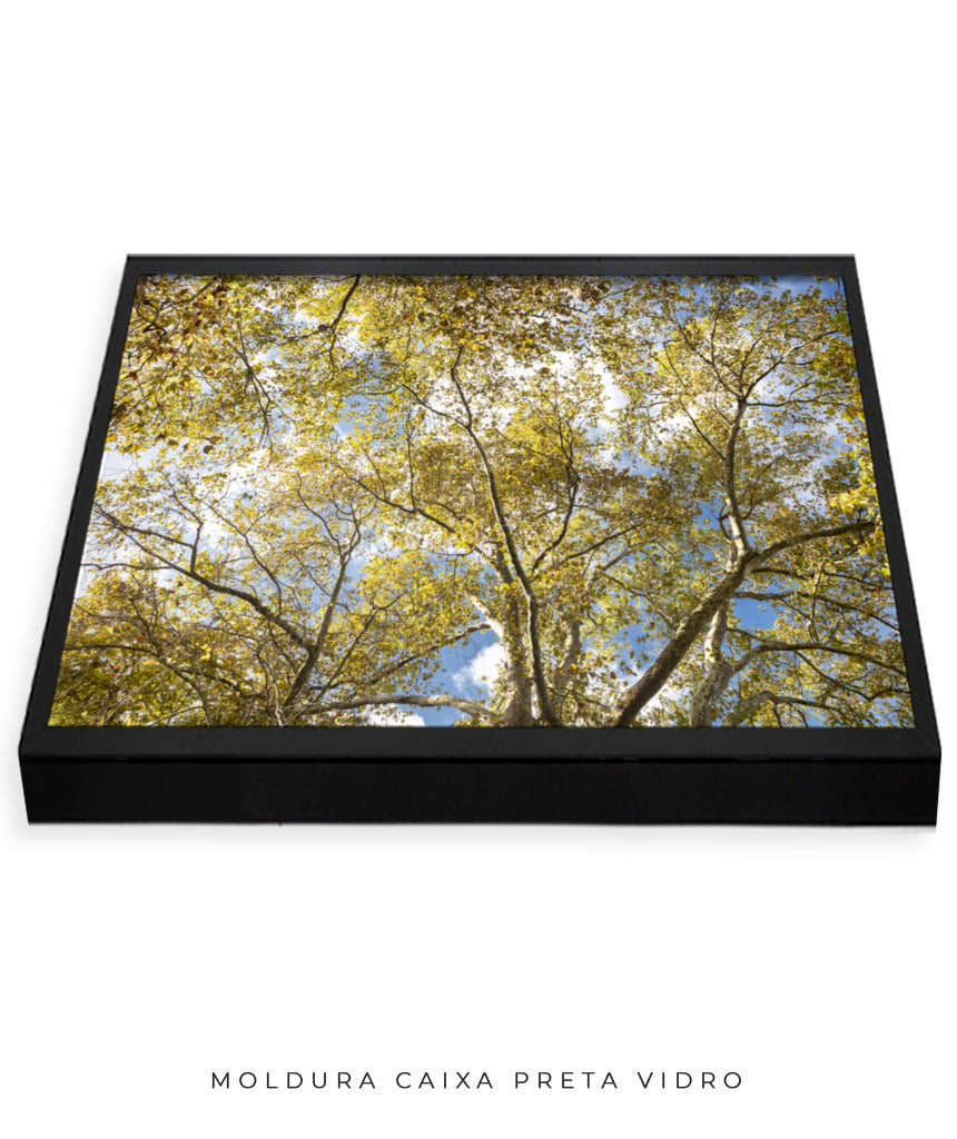 Quadro Decorativo Galhos e Árvores - Horizontal