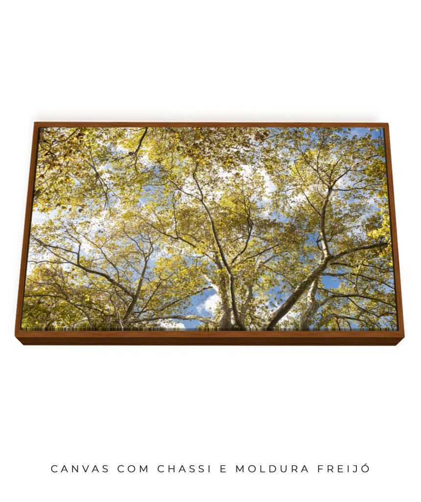 Quadro Decorativo Galhos e Árvores - Horizontal