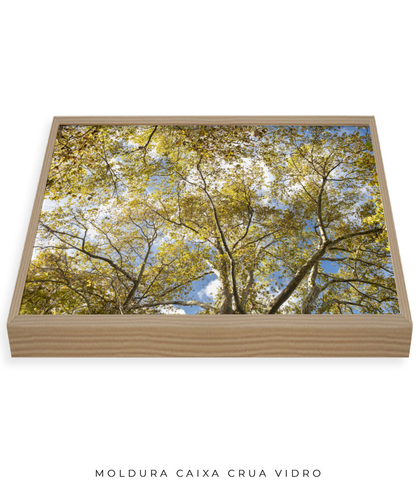 Quadro Decorativo Galhos e Árvores - Horizontal