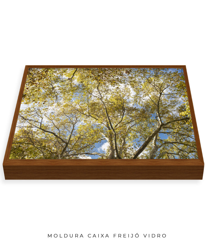 Quadro Decorativo Galhos e Árvores - Horizontal