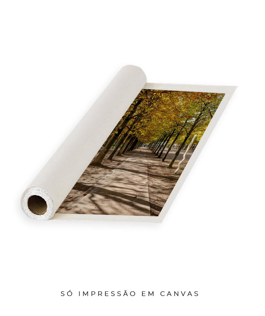 Quadro Decorativo Árvores e Galhos - Espaço para caminhada