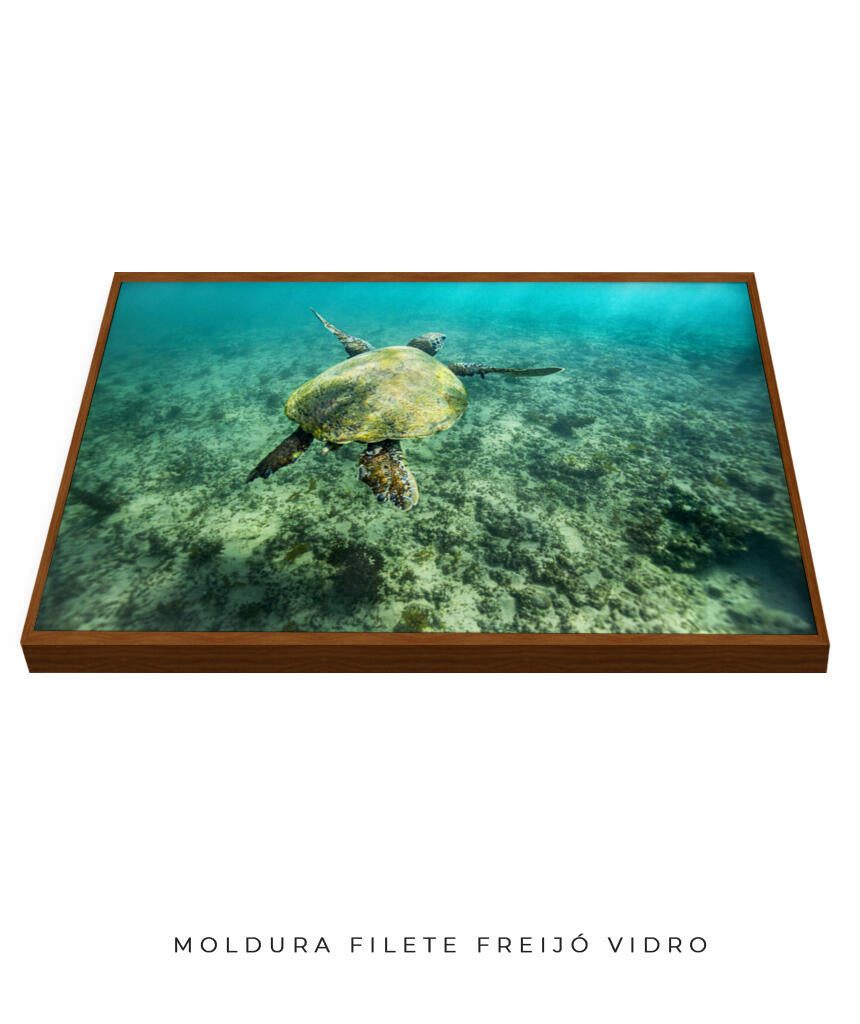 Quadro Decorativo Noronha - Tartaruga no Fundo do Mar