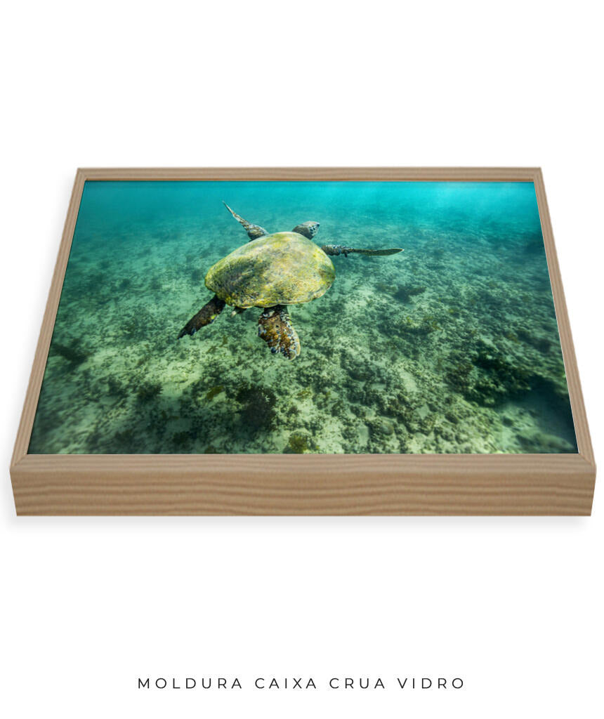 Quadro Decorativo Noronha - Tartaruga no Fundo do Mar