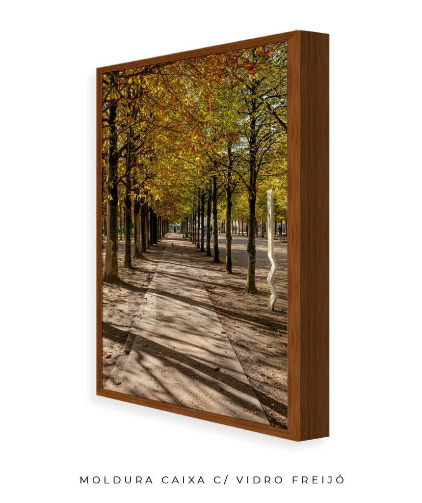 Quadro Decorativo Árvores e Galhos - Espaço para caminhada