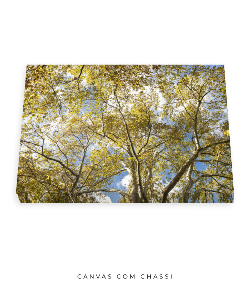 Quadro Decorativo Galhos e Árvores - Horizontal