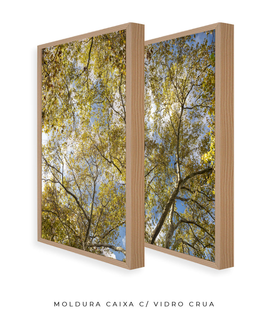 Quadro Decorativo Galhos e Árvores - Dupla