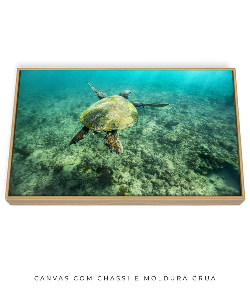 Quadro Decorativo Noronha - Tartaruga no Fundo do Mar