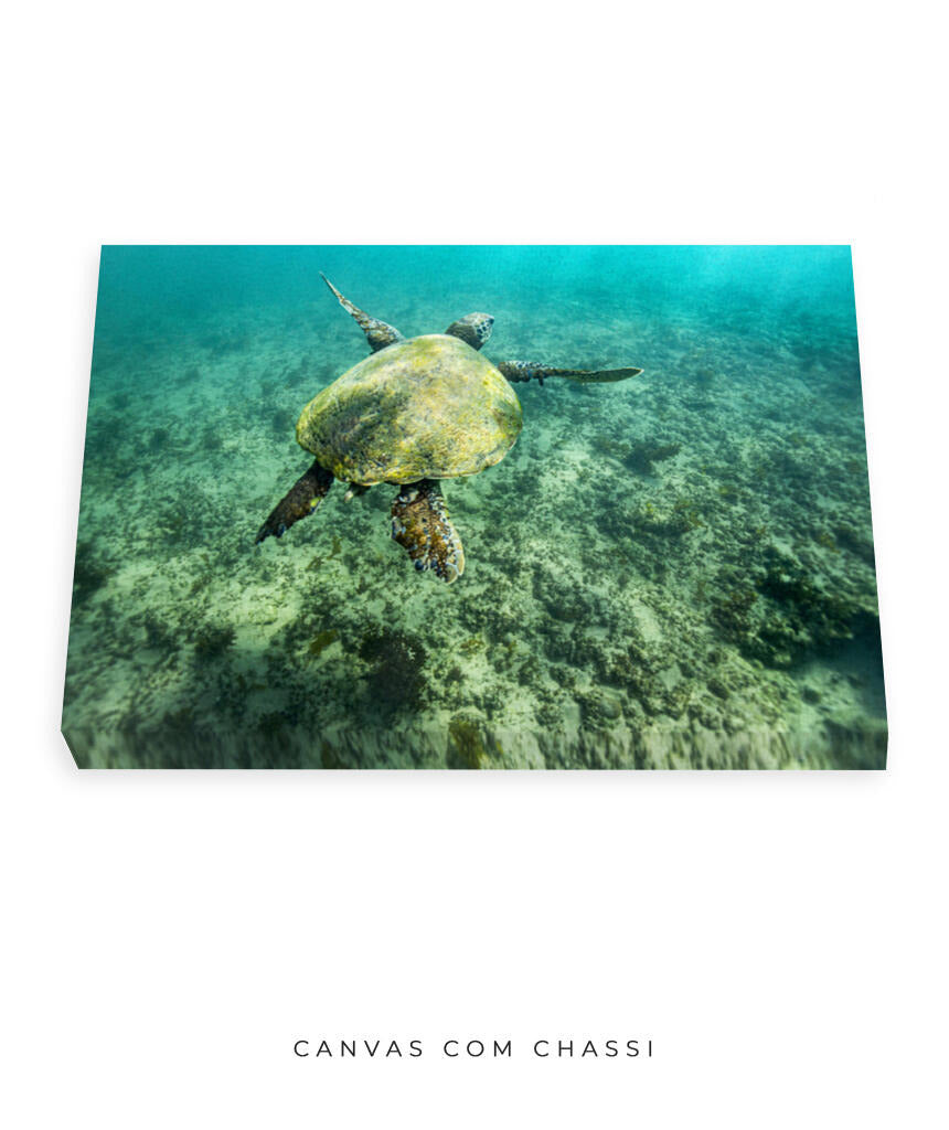 Quadro Decorativo Noronha - Tartaruga no Fundo do Mar