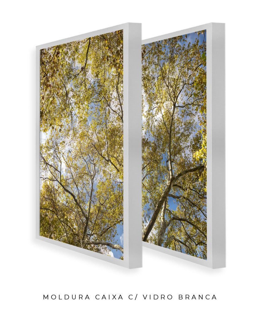 Quadro Decorativo Galhos e Árvores - Dupla