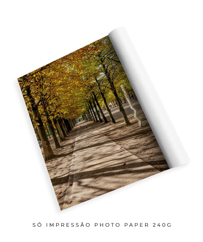 Quadro Decorativo Árvores e Galhos - Espaço para caminhada
