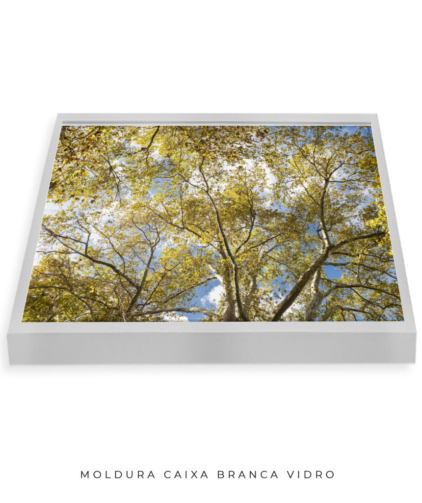 Quadro Decorativo Galhos e Árvores - Horizontal