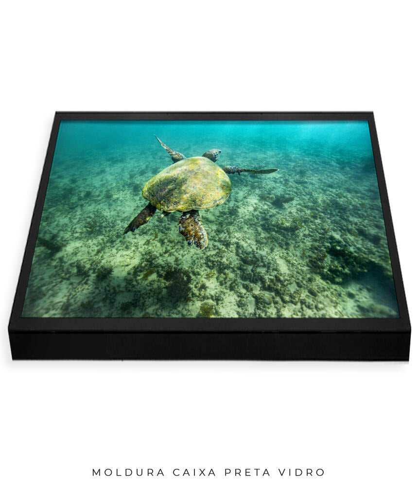Quadro Decorativo Noronha - Tartaruga no Fundo do Mar