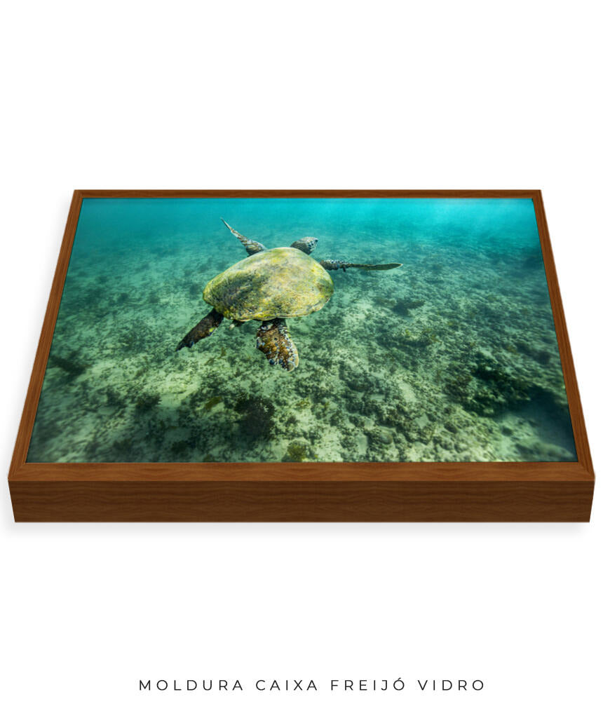Quadro Decorativo Noronha - Tartaruga no Fundo do Mar
