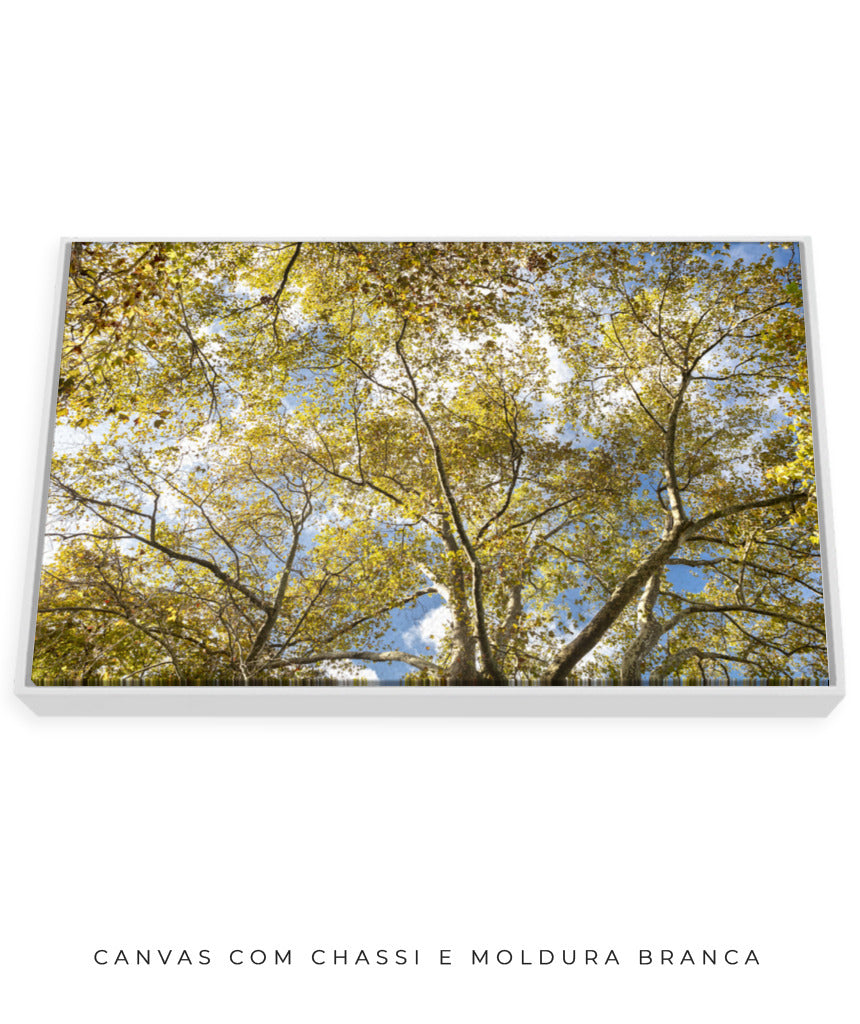 Quadro Decorativo Galhos e Árvores - Horizontal
