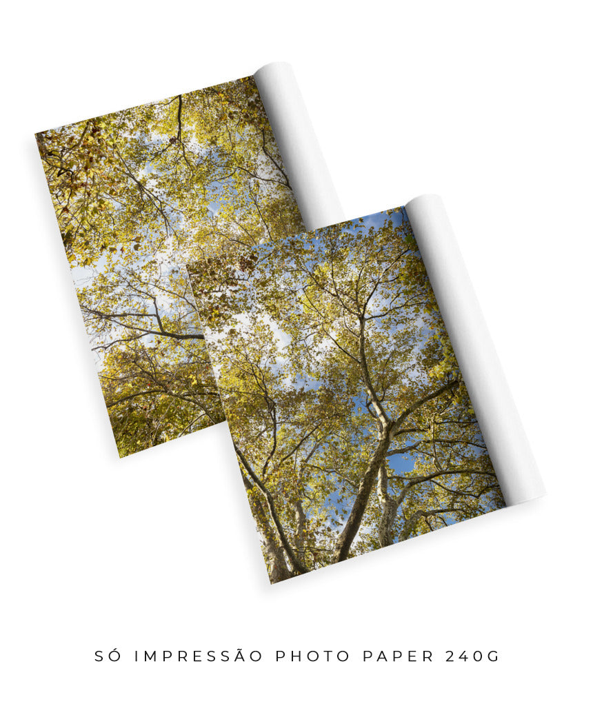 Quadro Decorativo Galhos e Árvores - Dupla