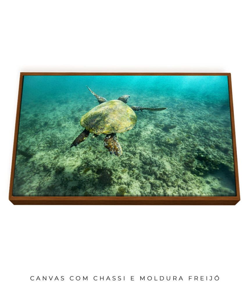 Quadro Decorativo Noronha - Tartaruga no Fundo do Mar