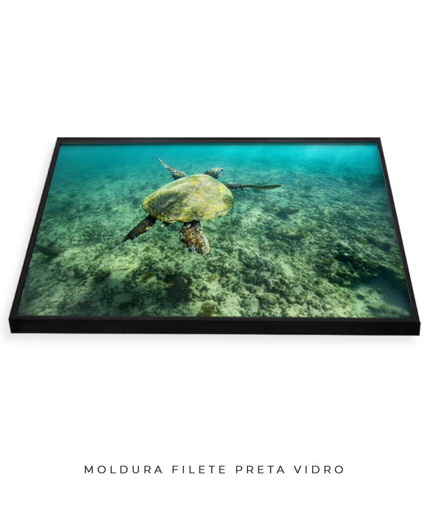 Quadro Decorativo Noronha - Tartaruga no Fundo do Mar