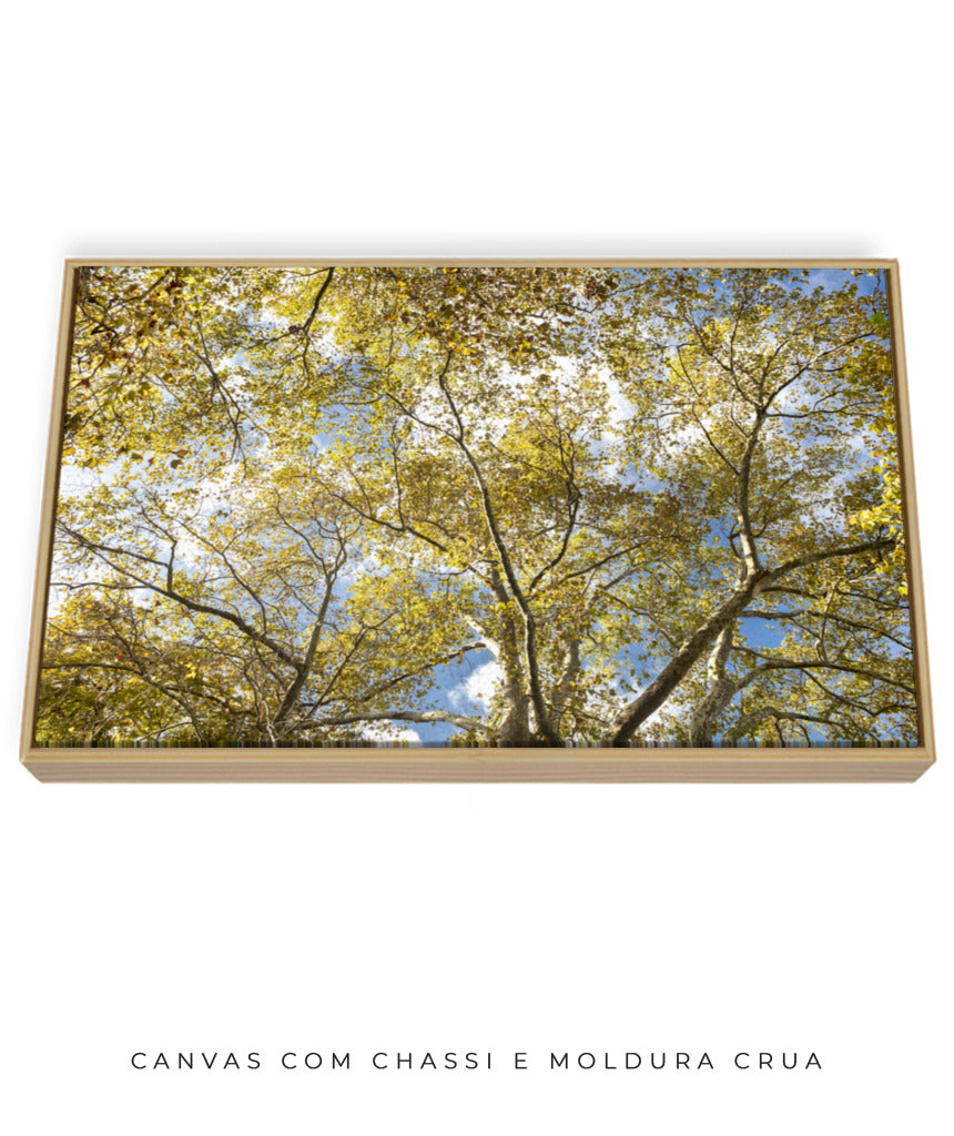 Quadro Decorativo Galhos e Árvores - Horizontal
