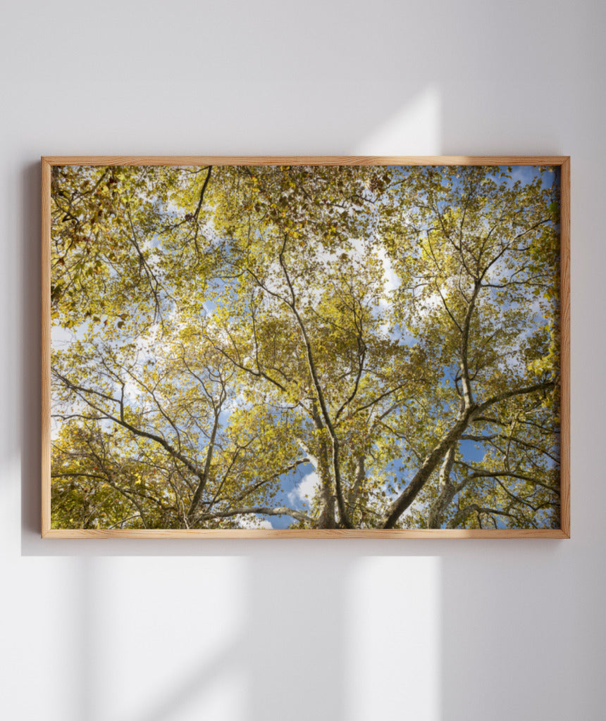 Quadro Decorativo Galhos e Árvores - Horizontal