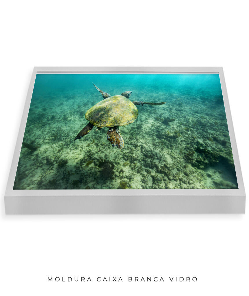 Quadro Decorativo Noronha - Tartaruga no Fundo do Mar