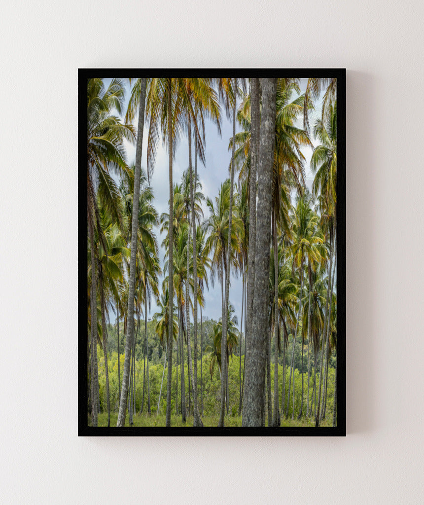Quadro Decorativo Coqueiros Sépia