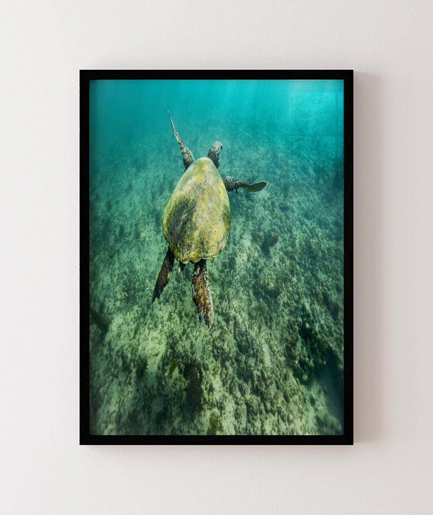 Quadro Decorativo Noronha - Tartaruga no Fundo do Mar