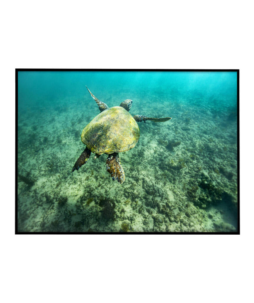 Quadro Decorativo Noronha - Tartaruga no Fundo do Mar