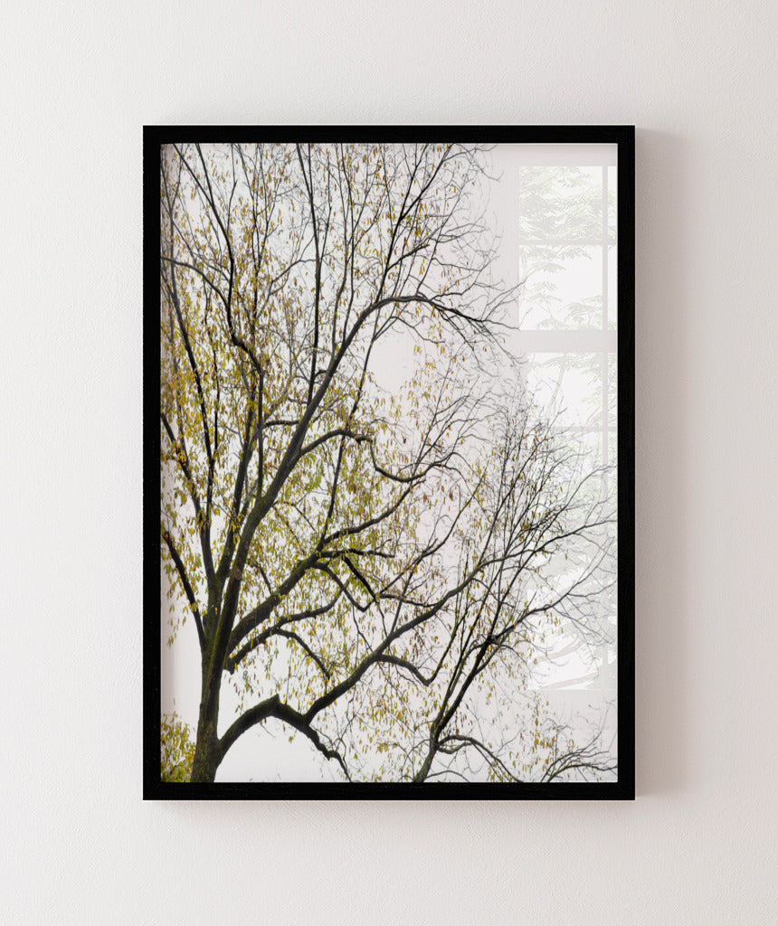 Quadro Decorativo Galhos Secos