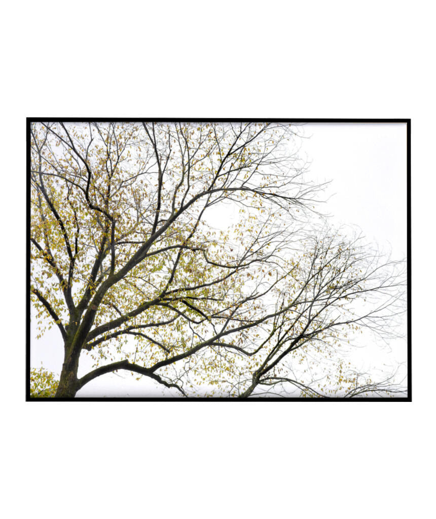 Quadro Decorativo Galhos Secos - Horizontal