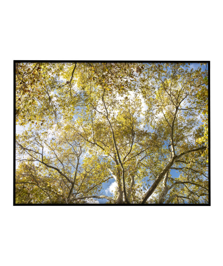 Quadro Decorativo Galhos e Árvores - Horizontal