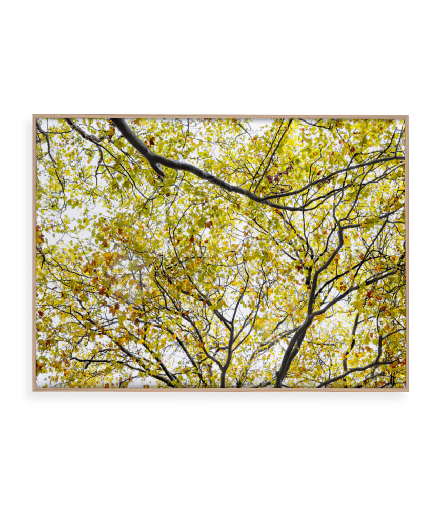 Quadro Decorativo Árvore com Galhos Verdes - Horizontal