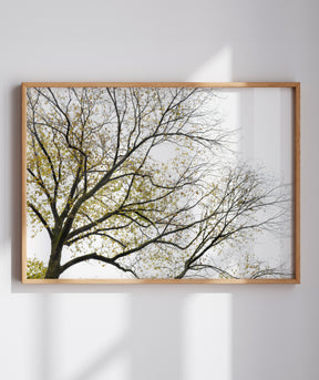 Quadro Decorativo Galhos Secos - Horizontal
