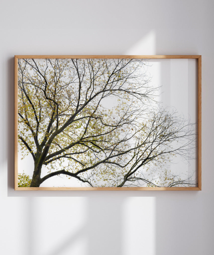 Quadro Decorativo Galhos Secos - Horizontal