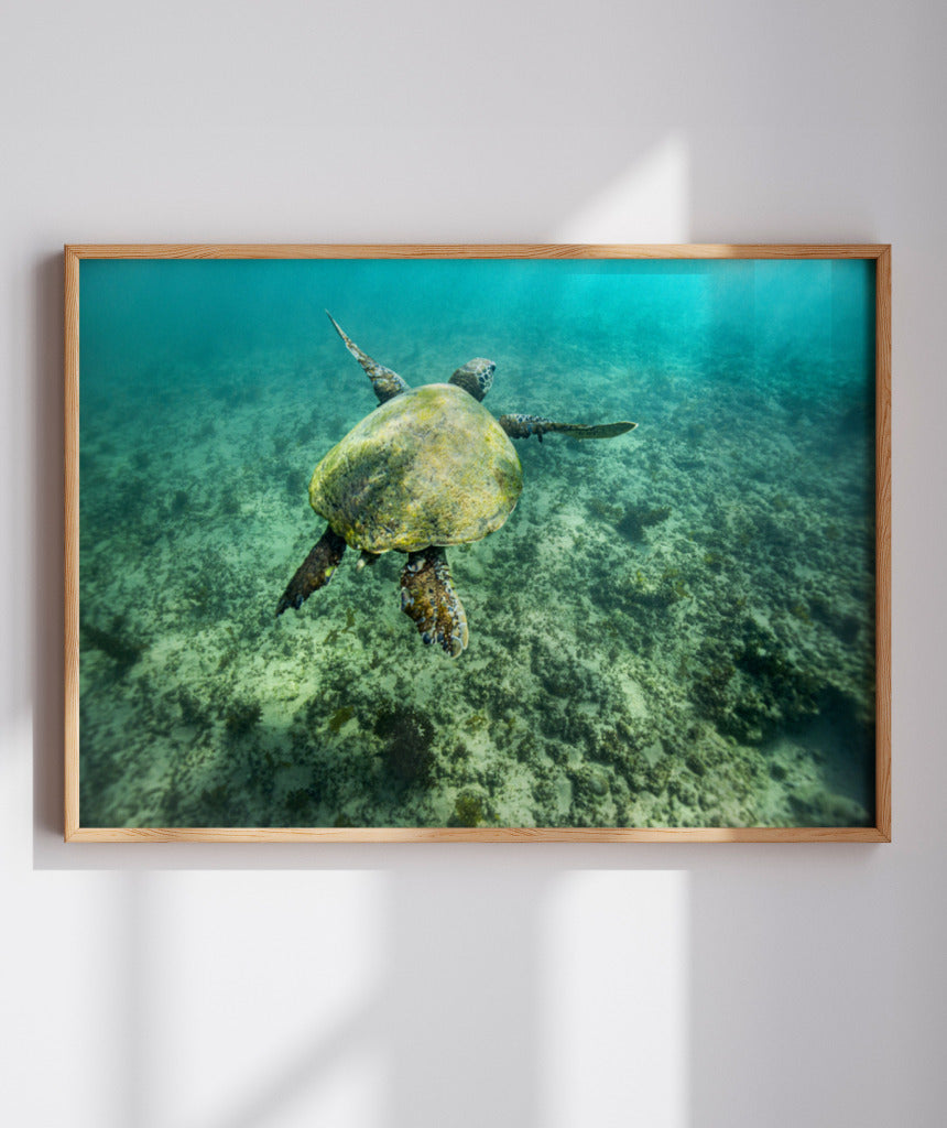 Quadro Decorativo Noronha - Tartaruga no Fundo do Mar - Horizontal