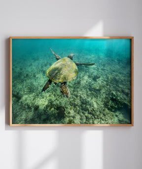 Quadro Decorativo Noronha - Tartaruga no Fundo do Mar
