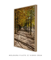 Quadro Decorativo Árvores e Galhos - Espaço para caminhada