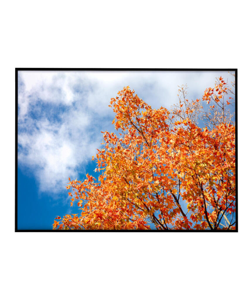 Quadro Decorativo Árvores e Galhos - Folhas laranjas