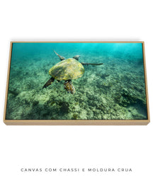 Quadro Decorativo Noronha - Tartaruga no Fundo do Mar