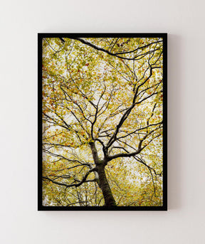 Quadro Decorativo Árvores e Galhos - Folhas verdes Vertical