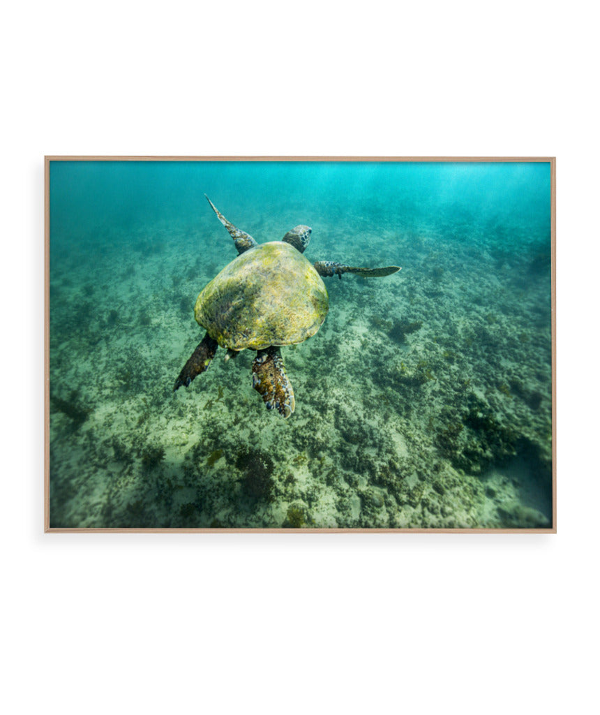 Quadro Decorativo Noronha - Tartaruga no Fundo do Mar - Horizontal