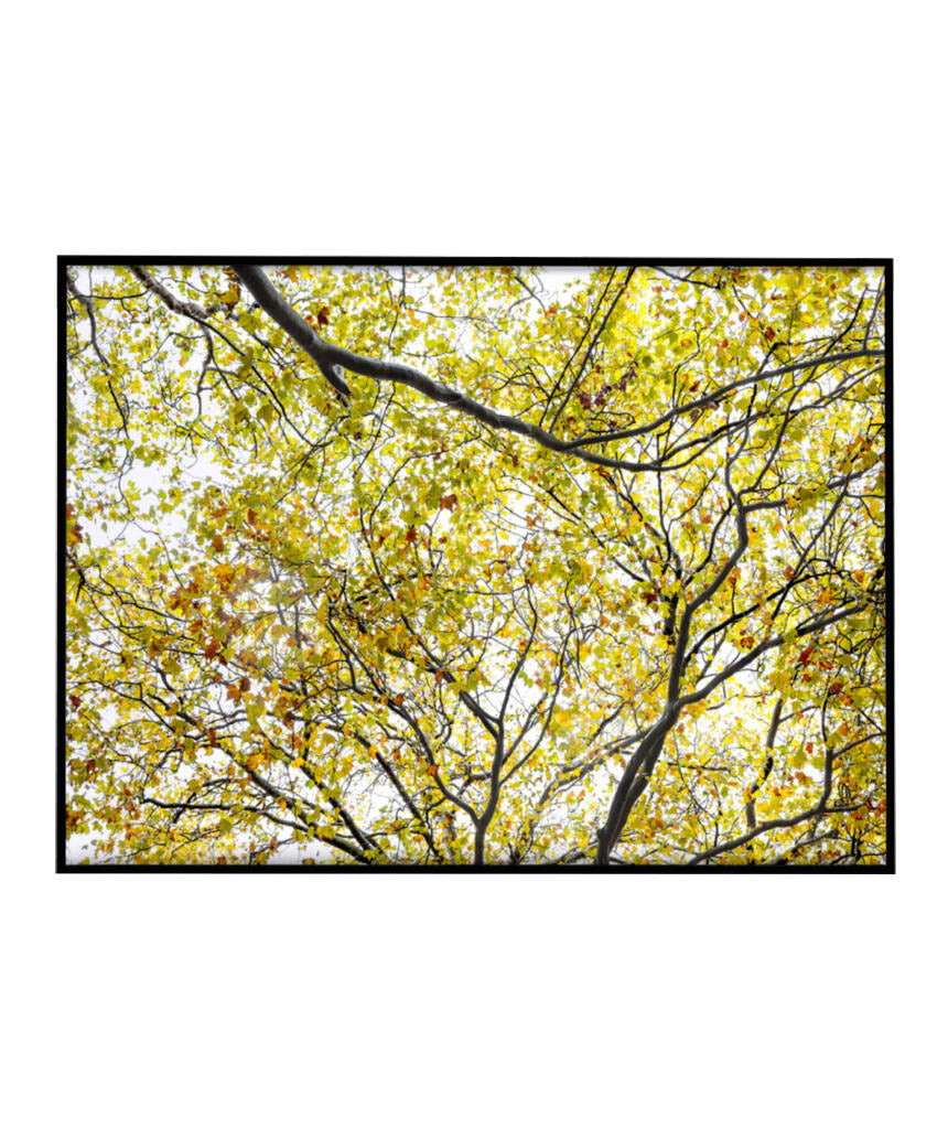 Quadro Decorativo Árvore com Galhos Verdes - Horizontal
