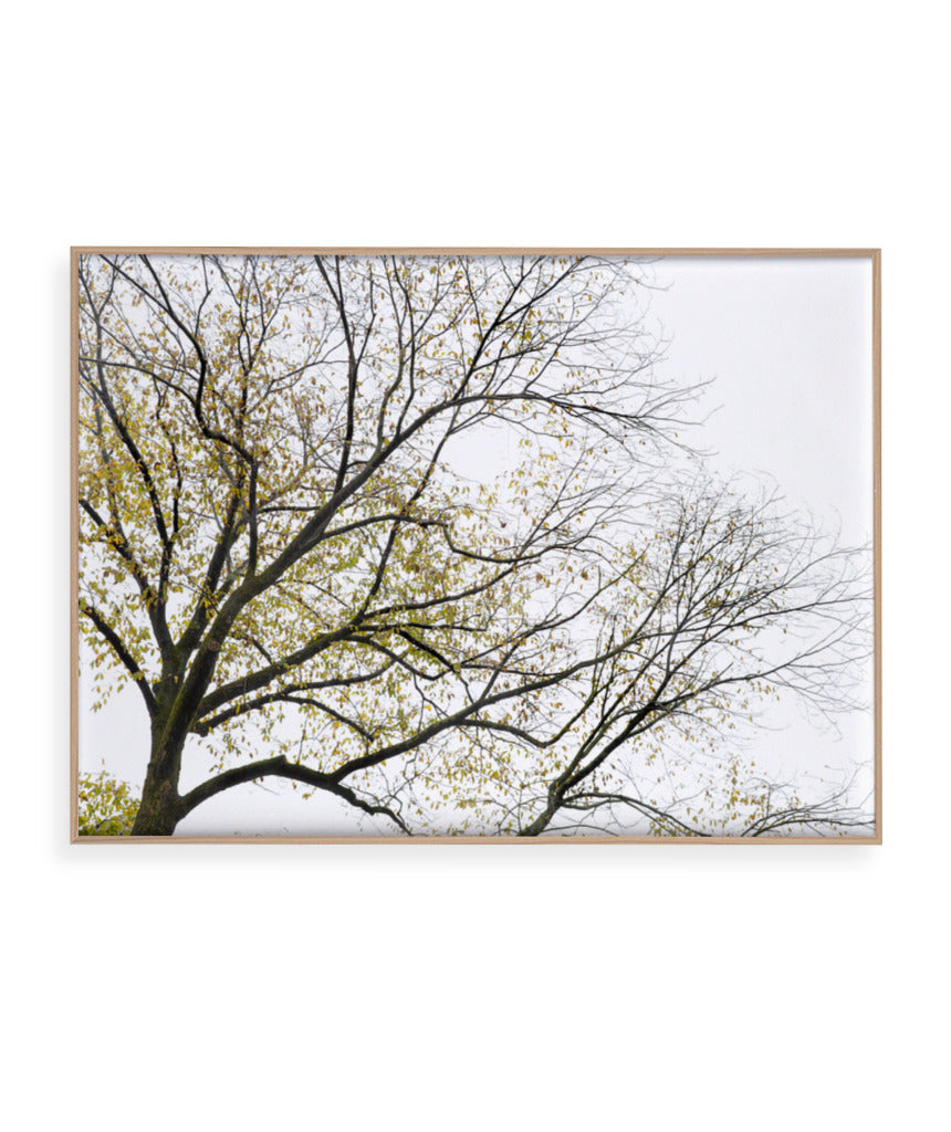 Quadro Decorativo Galhos Secos - Horizontal