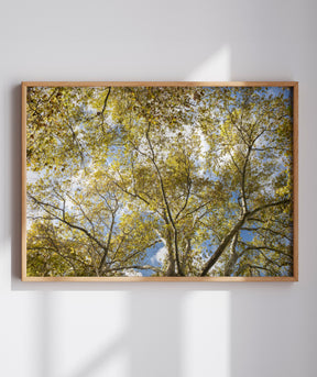 Quadro Decorativo Galhos e Árvores - Horizontal