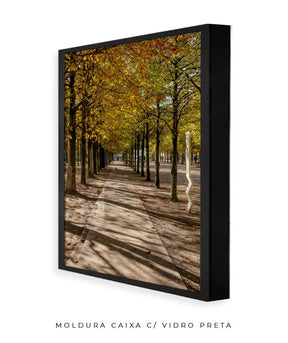 Quadro Decorativo Árvores e Galhos - Espaço para caminhada